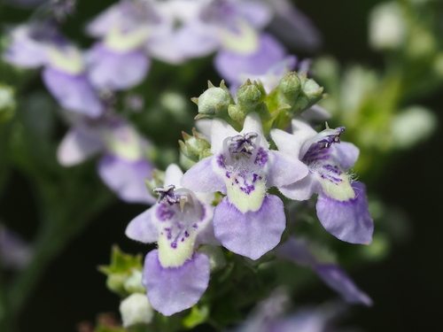 Chinese chastetree (Vitex negundo)
