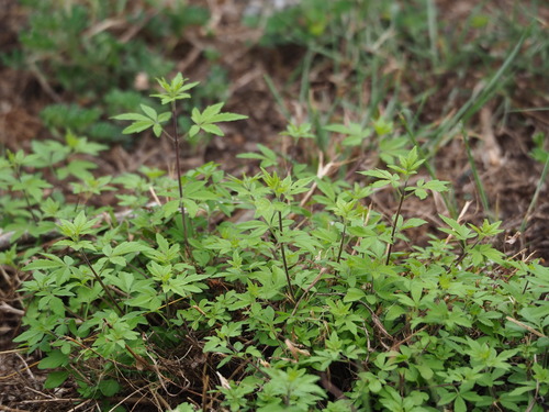 Chinese chastetree (Vitex negundo)