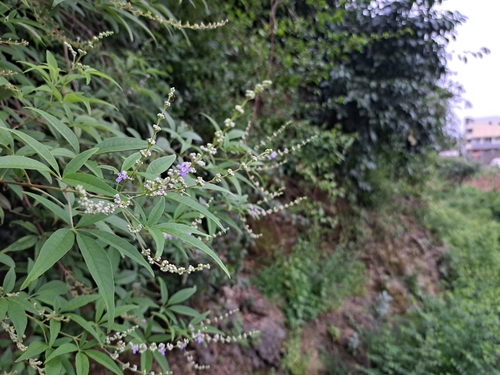 Chinese chastetree (Vitex negundo)