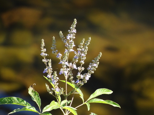 Chinese chastetree (Vitex negundo)