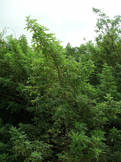 Simpleleaf chastetree: Vitex trifolia (habit). Location: Maui, Kahului Airport