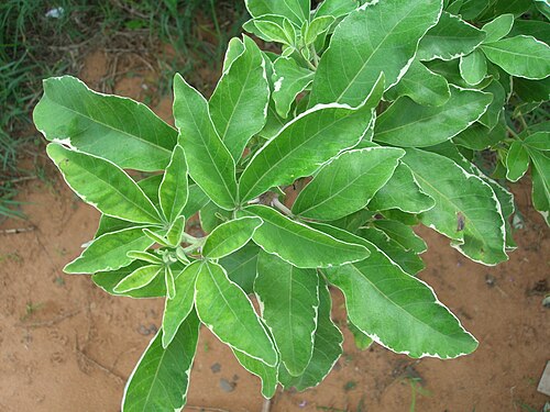 Simpleleaf chastetree: Vitex trifolia (leaves). Location: Maui, Kahului Airport