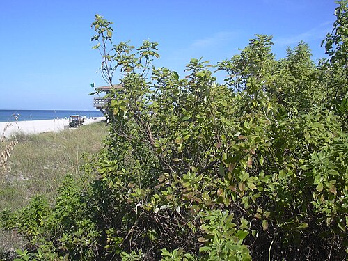 Simpleleaf chastetree: Vitex trifolia (habit). Location: Florida, S Casey Key