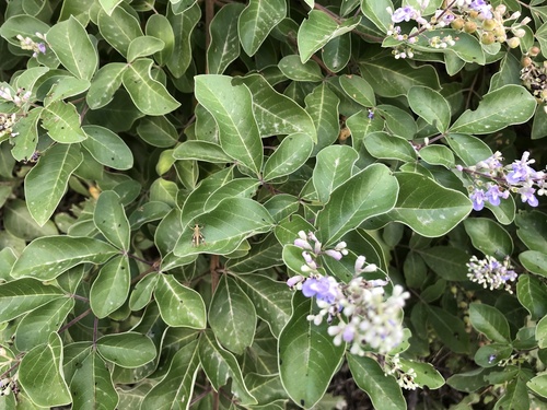 Simpleleaf chastetree (Vitex trifolia)