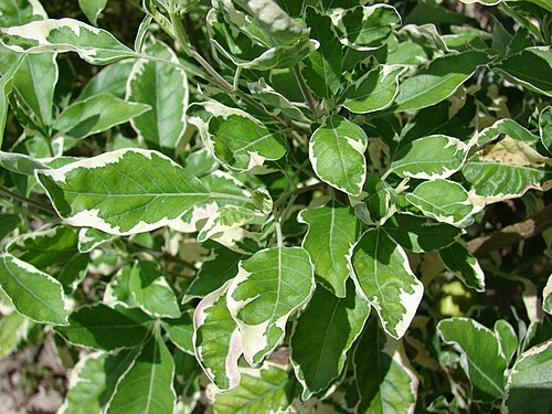 Simpleleaf chastetree: Vitex trifolia (leaves). Location: Midway Atoll, West Beach Sand Island