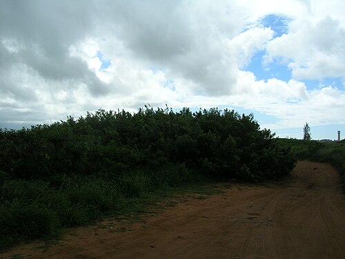 Simpleleaf chastetree: Vitex trifolia (habit). Location: Maui, Kahului Airport