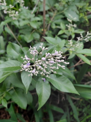 Simpleleaf chastetree (Vitex trifolia)