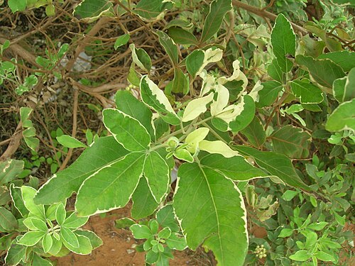 Simpleleaf chastetree: Vitex trifolia (variegated leaves). Location: Maui, Kahului Airport