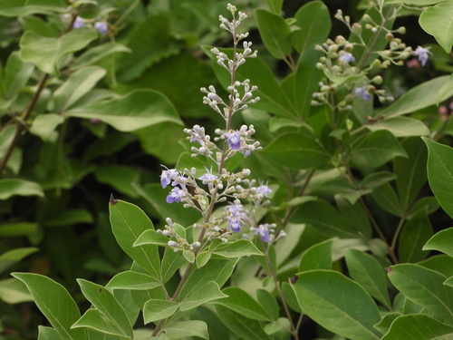 Simpleleaf chastetree