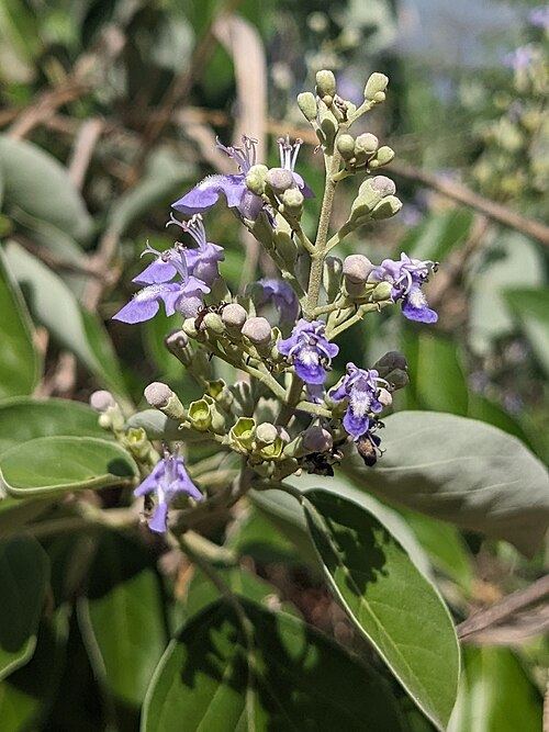 Simpleleaf chastetree: Vitex trifolia at Cardwell in north Queensland, Australia