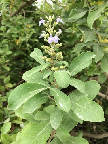 Simpleleaf chastetree (Vitex trifolia)