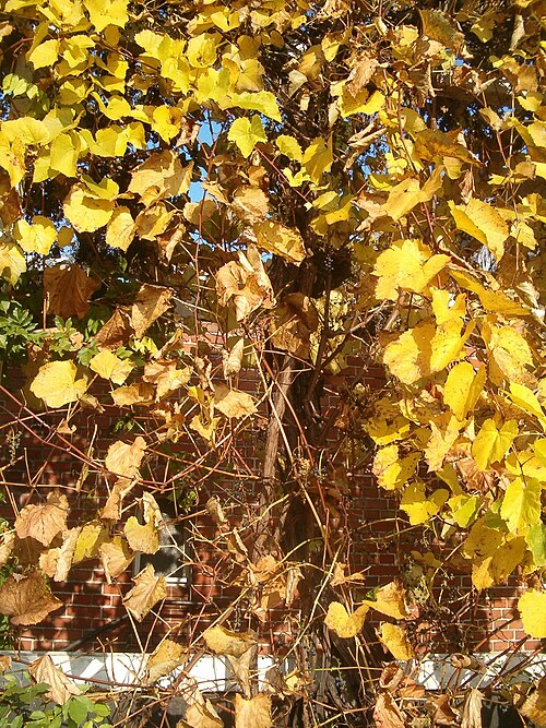 Amur grape: Species Vitis amurensis in autumn in the Botanical Gardens Berlin Dahlem