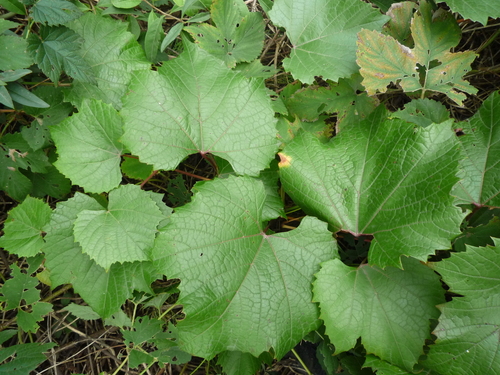 Amur grape (Vitis amurensis)