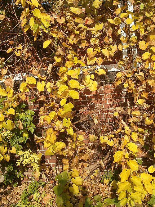 Amur grape: Species Vitis amurensis in autumn in the Botanical Gardens Berlin Dahlem
