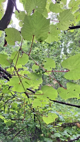 Amur grape (Vitis amurensis)