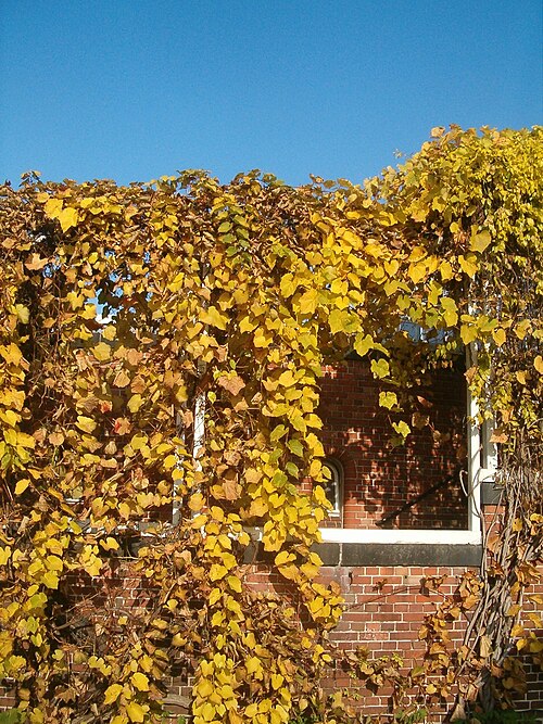 Amur grape: Species Vitis amurensis in autumn in the Botanical Gardens Berlin Dahlem