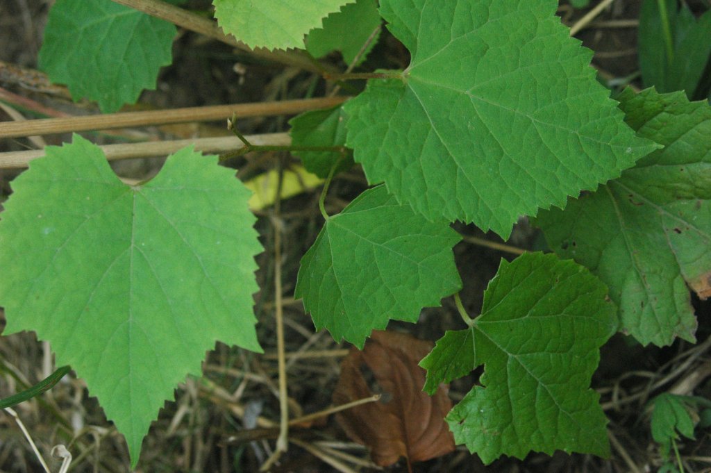Amur grape: Vitis amurensis