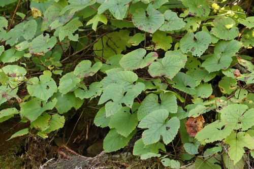 Amur grape (Vitis amurensis)
