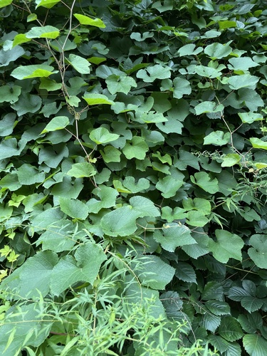 Amur grape (Vitis amurensis)