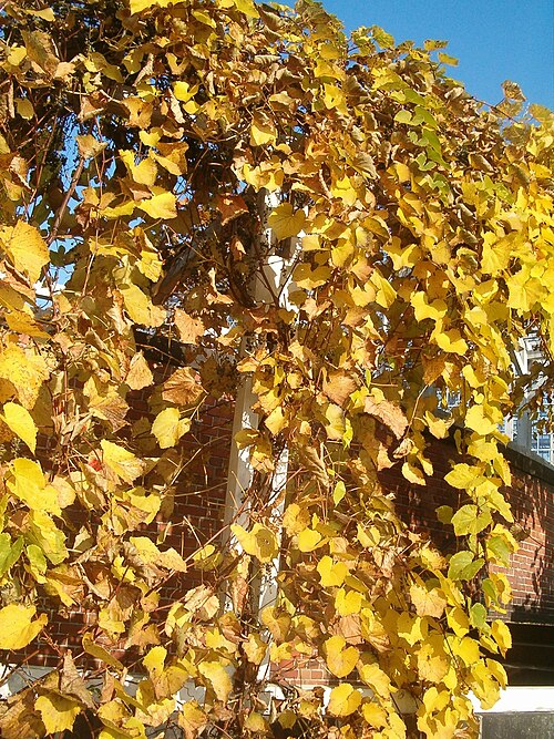 Amur grape: Species Vitis amurensis in autumn in the Botanical Gardens Berlin Dahlem