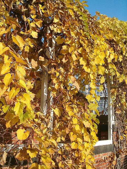 Amur grape: Species Adonis vernalis Vitis amurensis in autumn in the Botanical Gardens Berlin Dahlem