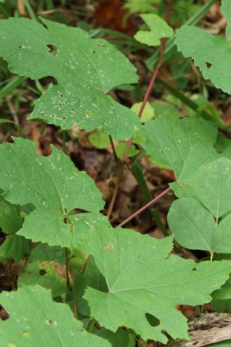 Amur grape (Vitis amurensis)
