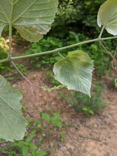 Graybark grape (Vitis cinerea)