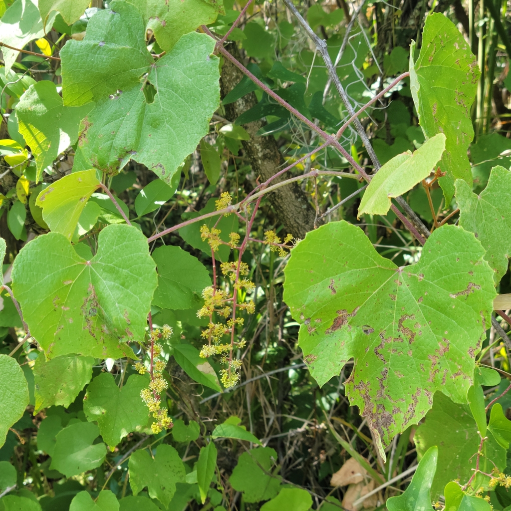 Graybark grape (Vitis cinerea)