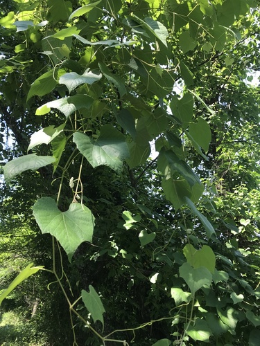 Graybark grape (Vitis cinerea)