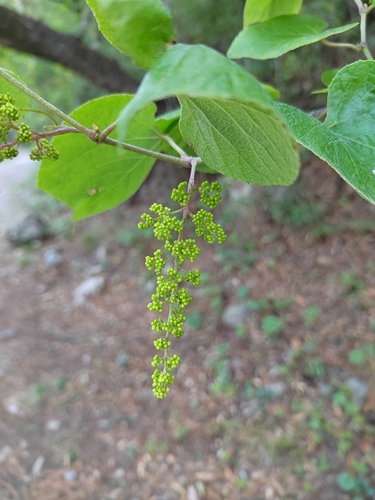 Graybark grape (Vitis cinerea)