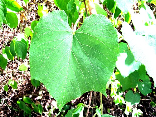 Graybark grape: Grape Vine, Vitis cinerea , in St. Louis County, Missouri