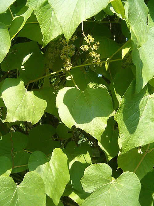 Graybark grape: At Botanical Gardens Berlin-Dahlem Species Vitis cinerea