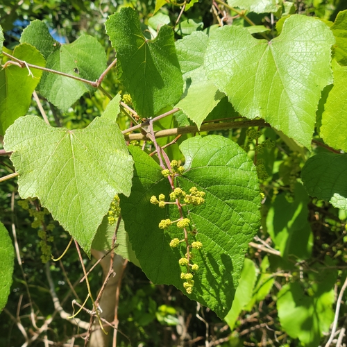 Graybark grape (Vitis cinerea)