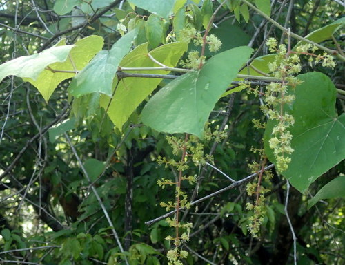 Graybark grape (Vitis cinerea)