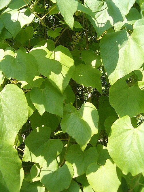 Graybark grape: At Botanical Gardens Berlin-Dahlem Species Vitis cinerea
