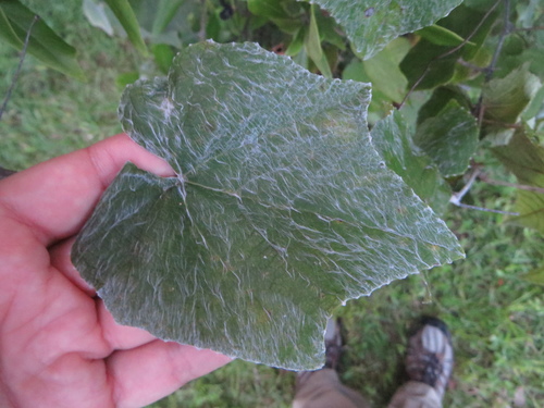 Graybark grape (Vitis cinerea)