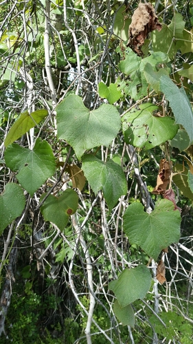 Graybark grape (Vitis cinerea)