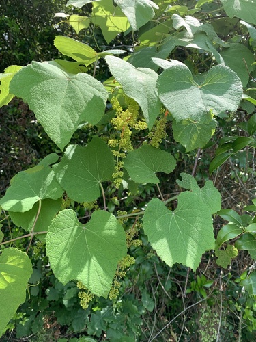 Graybark grape (Vitis cinerea)