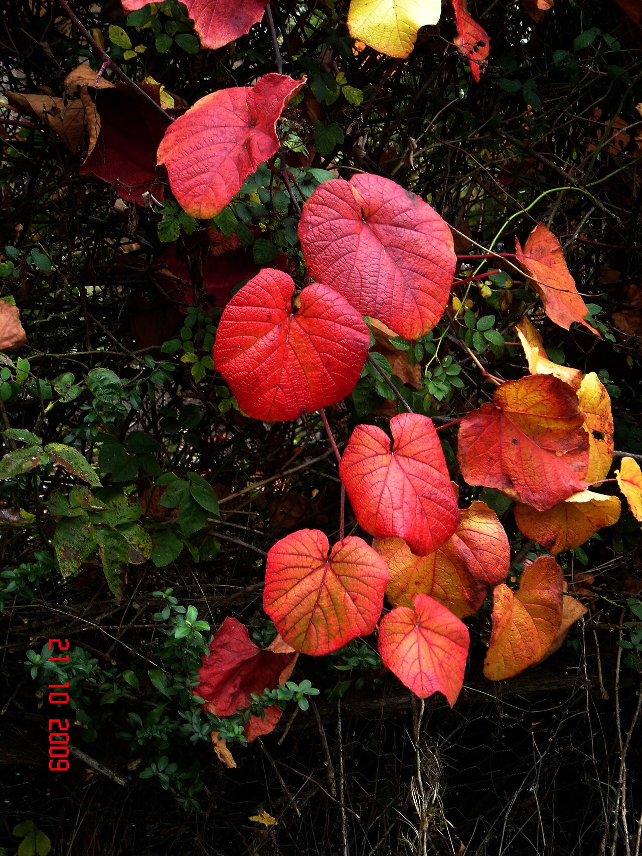 Crimson glory vine: Vitis coignetiae