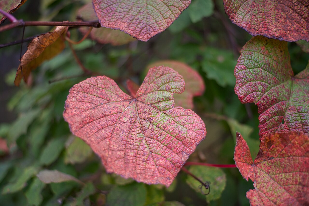 Crimson glory vine: Nikon D800 w/ 50mm f1.8