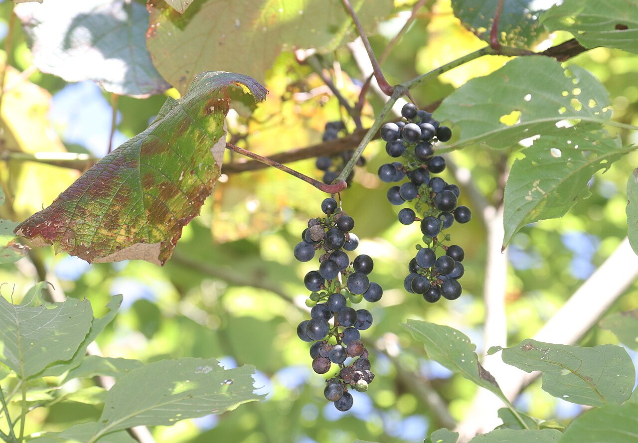 Crimson glory vine: Vitis coignetiae in Mount Choshi, Gujo City, Gifu Prefecture, Japan.