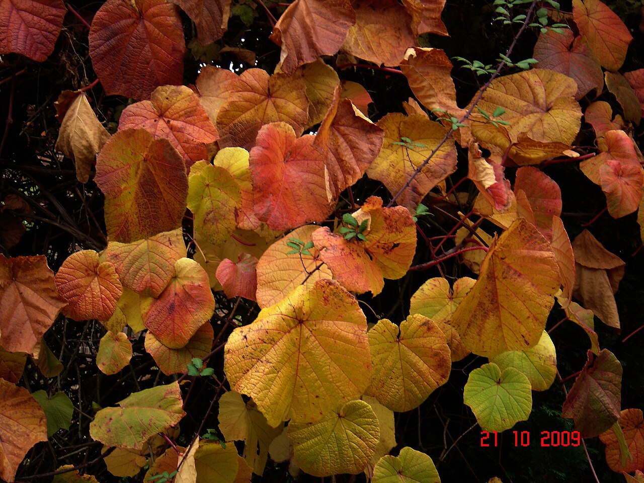 Crimson glory vine: Vitis coignetiae