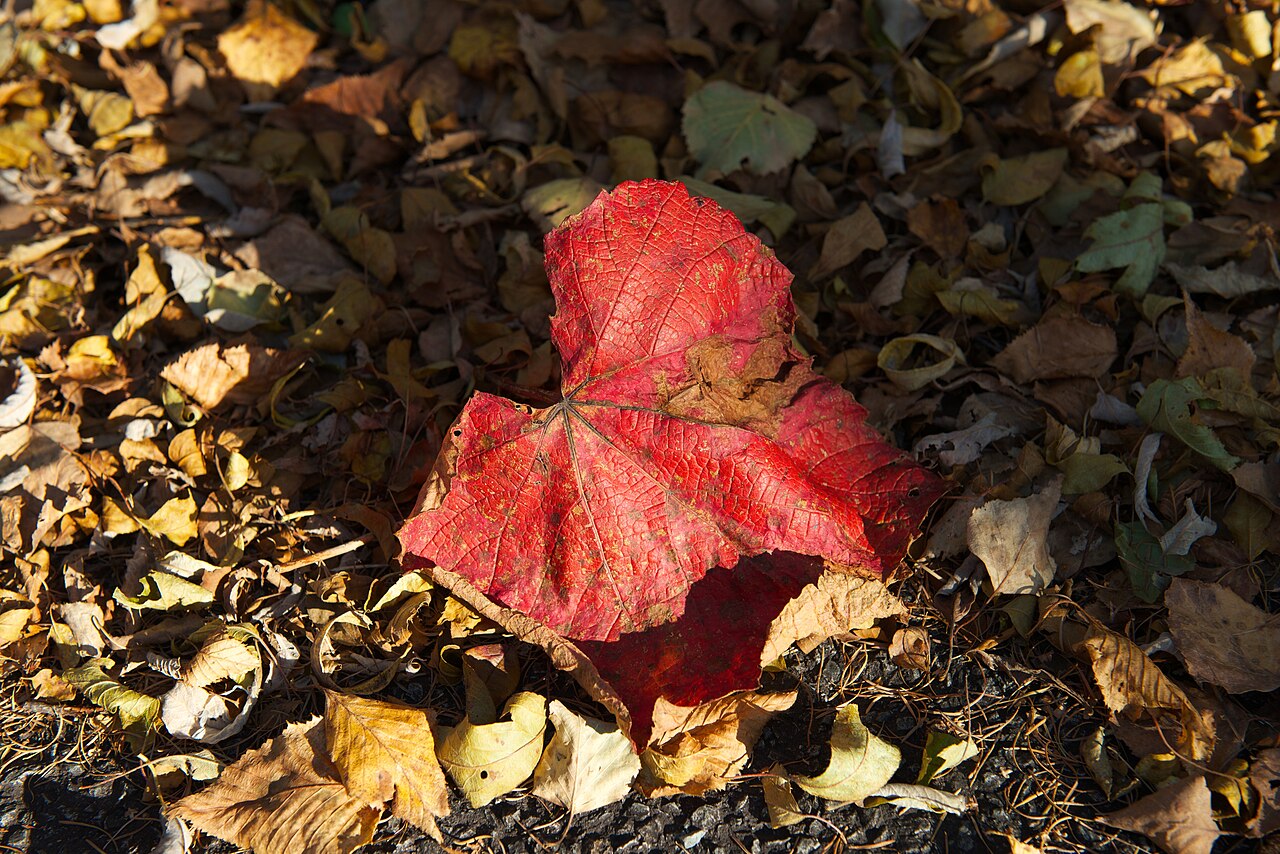 Crimson glory vine: with D800 + 24-70mm f2.8