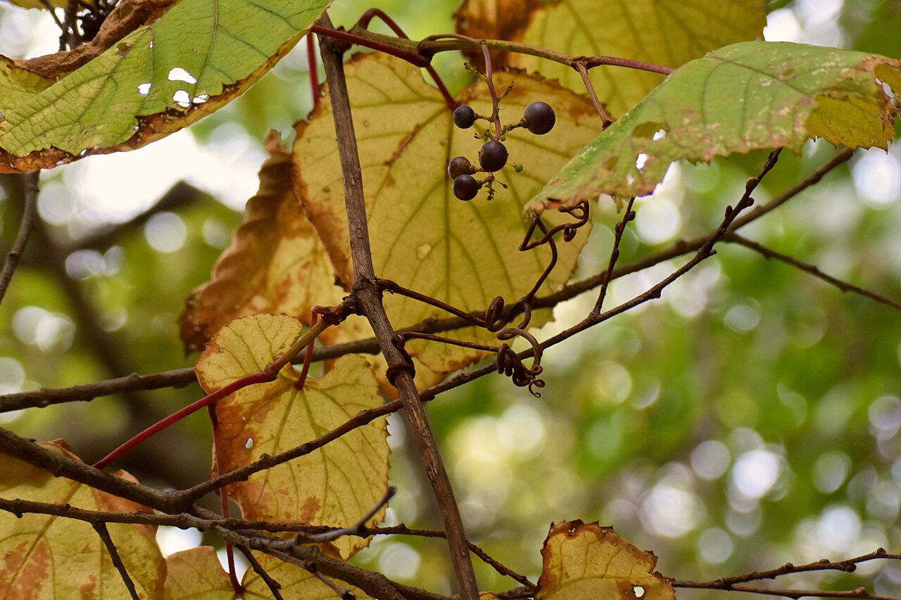 Crimson glory vine: w/ Nikon 1V3 +70-300mm