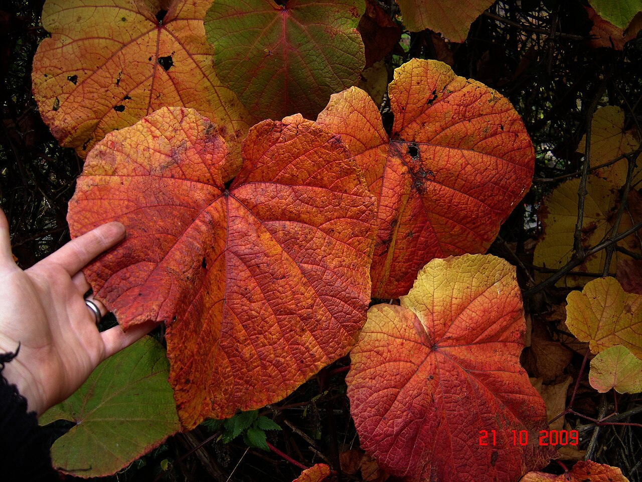 Crimson glory vine: In case there was any doubt about the size of those leaves...