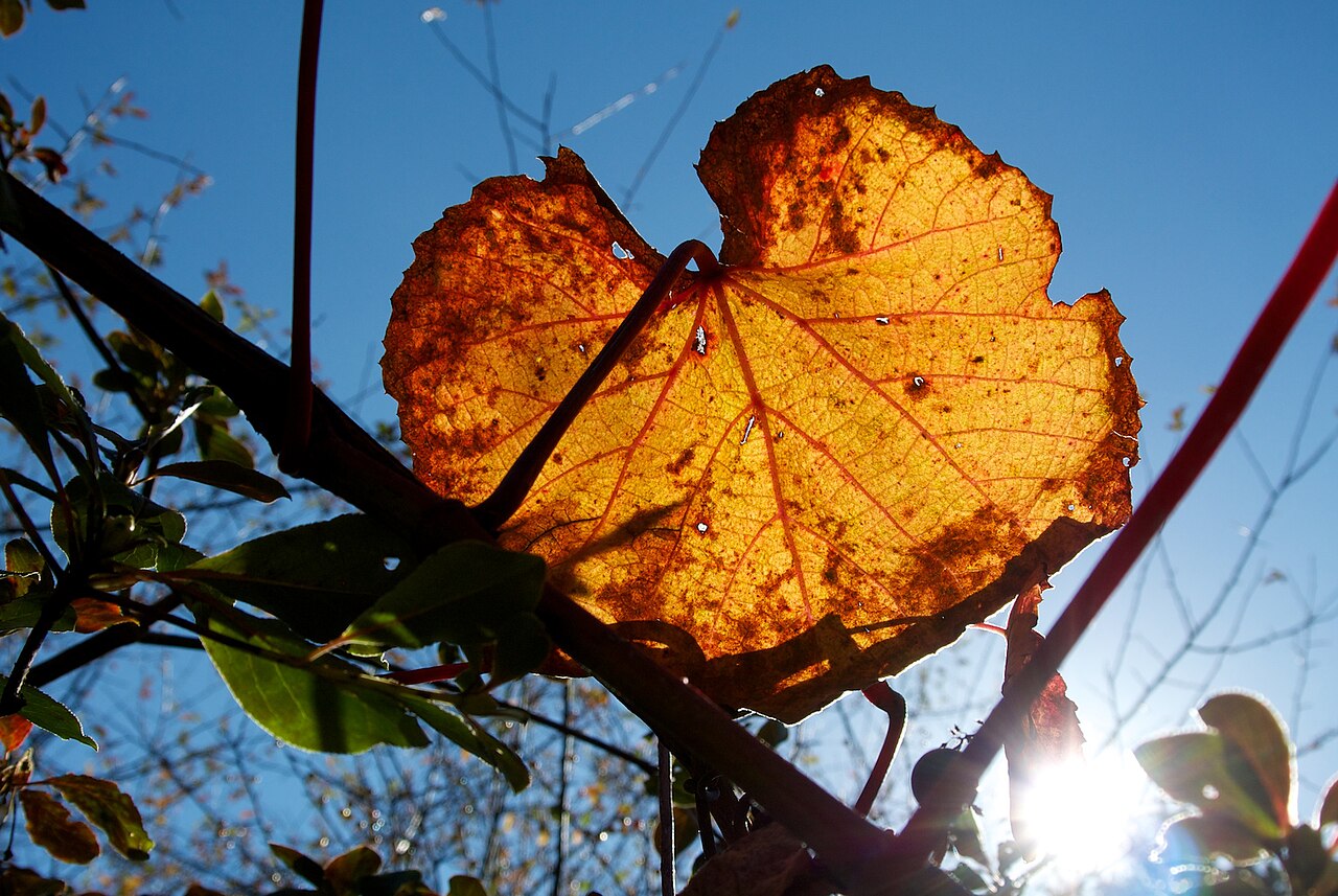 Crimson glory vine: w/ Nikon 1 V1 +10-30mm