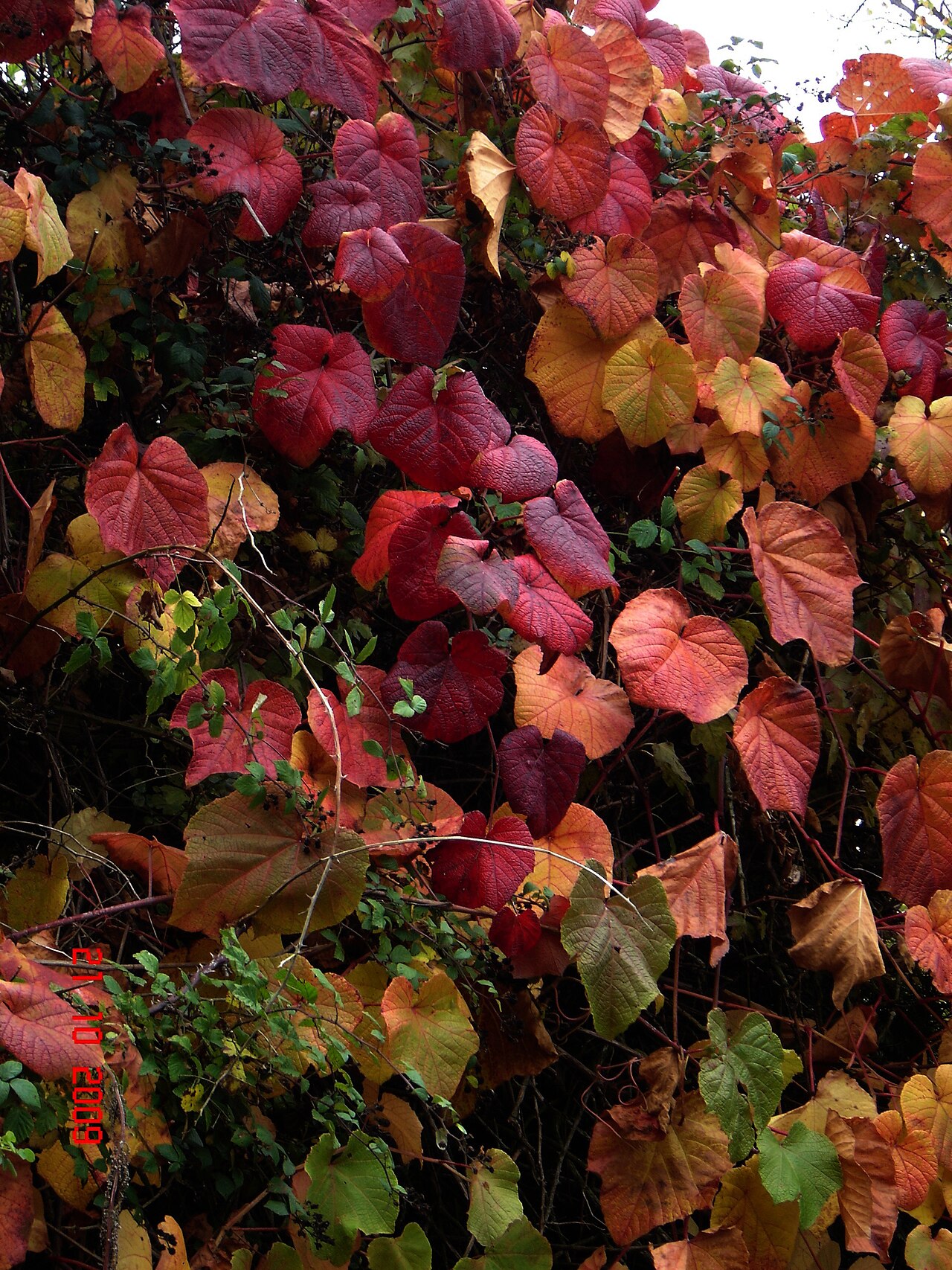 Crimson glory vine: Vitis coignetiae