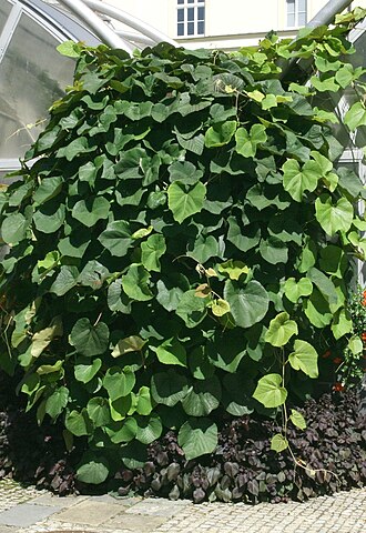 Crimson glory vine: Vitis coignetiae in botanical garden, Brno, Czech republic