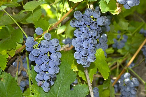 Fox grape: Red Grape - Vitis labrusca - approx 70 years old grape planted Kiszombor, Hungary