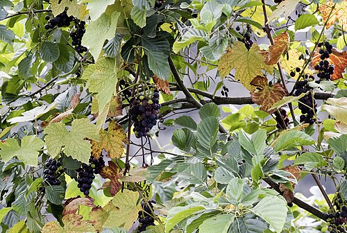 Fox grape: Isabella grape ( Vitis labrusca ). Espiye - Giresun, Turkey.